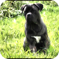 Cane Corso Italiano