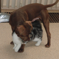 spikey met balou samen