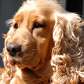 Engelse Cocker Spaniel