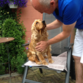 Engelse Cocker Spaniel