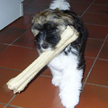 Kai als pup met een groot bufelhuid bot.