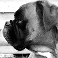 Boxer