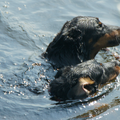 Beauceron
