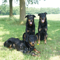 Beauceron