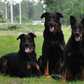 Beauceron