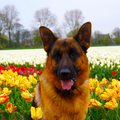 Sem in het bloemenveld, met mooie bloemen op de achtergrond