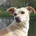 Rosca moest op een boomstam stil zitten zodat ik een mooie foto van haar kon maken, maar ze keek steeds weg als ik de camera omhoog hield. Op het moment van de foto zag ze iets bewegen in de bosjes en zo kreeg ik toch nog een mooie alerte blik van haar op de foto.