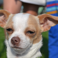 Chihuahua, korthaar