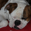 Amerikaanse Bulldog