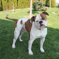 Amerikaanse Bulldog