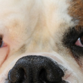 Onze American Bulldog Diesel. Een hond die denkt een mens te zijn. Wat een fantastisch karakter!
