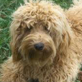 Diamond Dogs Australian Labradoodles