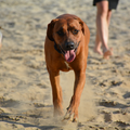 Snuit op de zandvlakte in Drenthe.