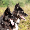 Een portret foto van mijn kanjers Blue & Lara, broer & zus.