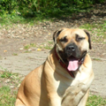 Boerboel