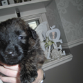 kennel van jacemo