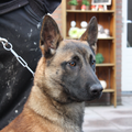 kennel van jacemo