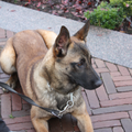 kennel van jacemo
