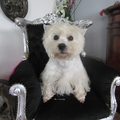 West Highland White Terrier