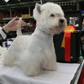 West Highland White Terrier