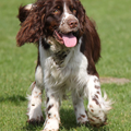 Hexental Engelse Springer Spaniels