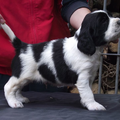 Hexental Engelse Springer Spaniels