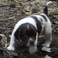 Hexental Engelse Springer Spaniels
