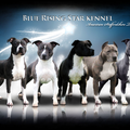 Blue Rising Star