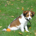 Kooikerhondje