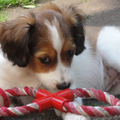 Kooikerhondje