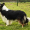 aces legacy border collie