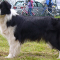 aces legacy border collie