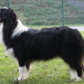 aces legacy border collie