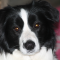 aces legacy border collie
