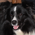 aces legacy border collie