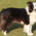 aces legacy border collie