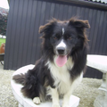 aces legacy border collie
