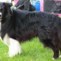 aces legacy border collie