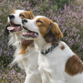 Kooikerhondje