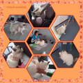 workshop TTouch voor honden