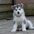 Alaskan Malamute