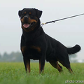 van Brixenburg Rottweilers