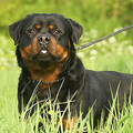van Brixenburg Rottweilers
