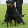 van Brixenburg Rottweilers