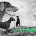 van RanisberK Dobermanns