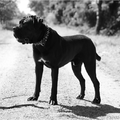 Cane Corso splendori Dell'Italia