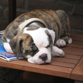 Old English Bulldog