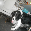 Polleke(teckeltje) & Ricky(border collie) die samen lekker smikkelen helaas is Ricky er niet meer daarom krijgen wij een nieuw hondje nog een teckeltje.

Ricky(L)
