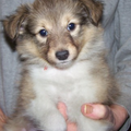 Ongeveer 4 jaar geleden zag Maxie er zo uit. Als iemand dit jaar vraagt wat ik wil voor kerst, dan zeg ik:  Max die gelukkig en gezond is, is alles wat ik wil.