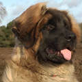 Leonberger